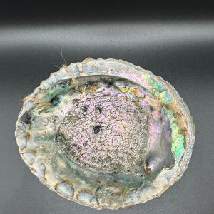 Abalone Shell Bowl